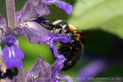 Xylocopa senior