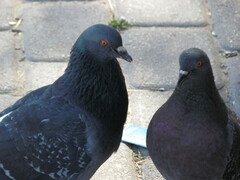 Columba livia domestica