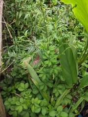 Agrimonia pilosa
