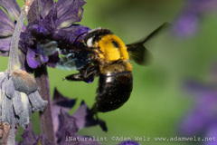 Xylocopa senior