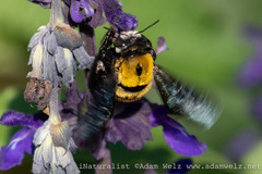 Xylocopa senior
