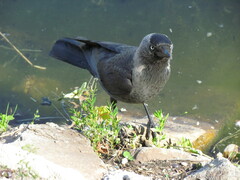 Corvus monedula