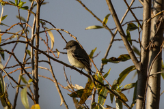 Empidonax hammondii