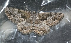 Hypomecis externaria