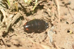 Loboptera canariensis