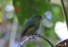 Lepidothrix velutina