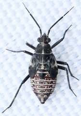 Deraeocoris annulipes