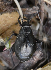 Euryopicoris nitidus