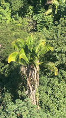 Cocoseae