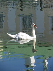 Cygnus olor