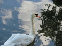 Cygnus olor