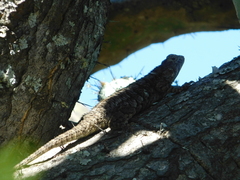 Sceloporus spinosus
