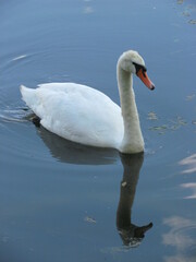 Cygnus olor