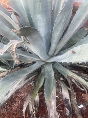 Agave americana