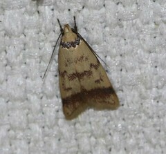 Heteroteucha anthodora