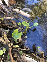 Nuphar advena