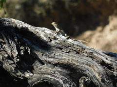 Sceloporus spinosus