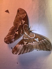 Rothschildia triloba