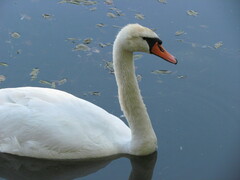 Cygnus olor