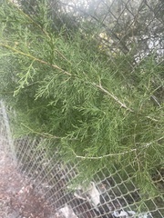 Juniperus thurifera