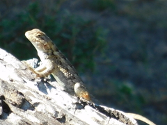 Sceloporus spinosus