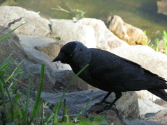 Corvus monedula