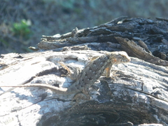 Sceloporus spinosus