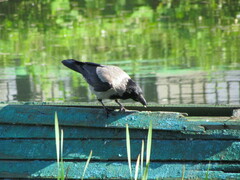 Corvus cornix