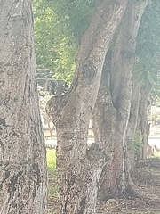 Sciurus stramineus