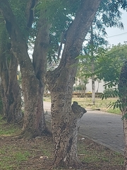 Sciurus stramineus