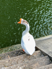 Anser cygnoides domesticus