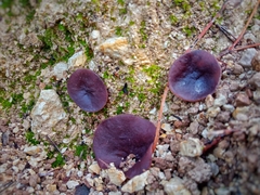 Geoscypha violacea