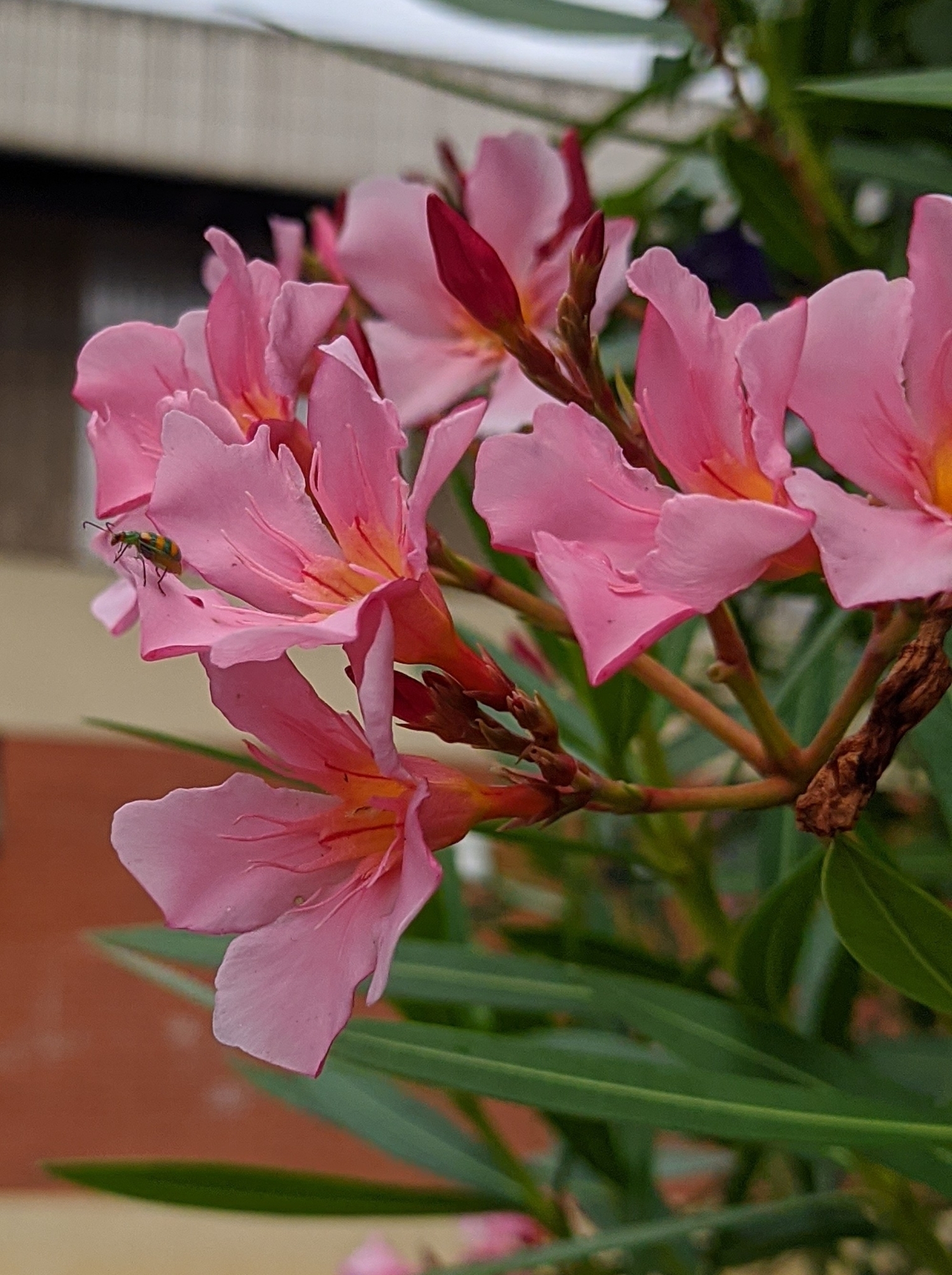 Nerium oleander