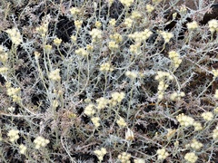 Senecio filaginoides