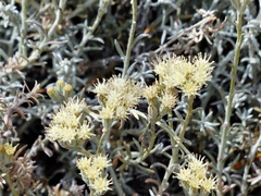 Senecio filaginoides