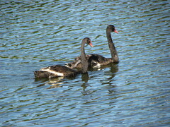 Cygnus atratus