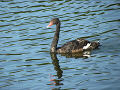 Cygnus atratus