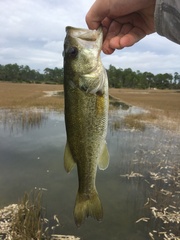 Micropterus floridanus