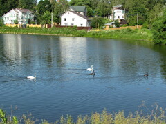 Cygnus