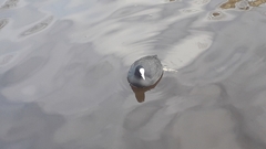 Fulica atra
