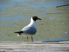 Chroicocephalus ridibundus