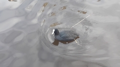 Fulica atra