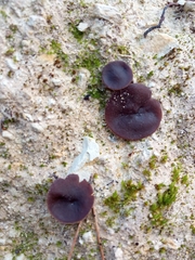 Geoscypha violacea