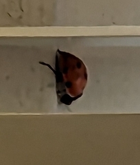 Coccinella septempunctata