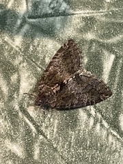 Hydriomena nubilofasciata