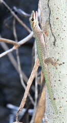 Phelsuma abbotti chekei