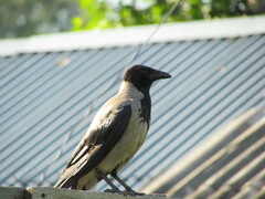 Corvus cornix