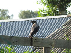Corvus cornix