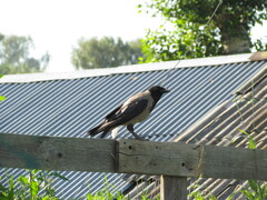 Corvus cornix