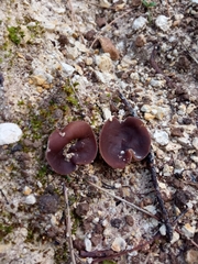 Geoscypha violacea
